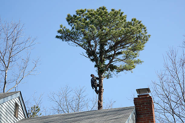 Best Tree Maintenance Programs  in Marysville, CA